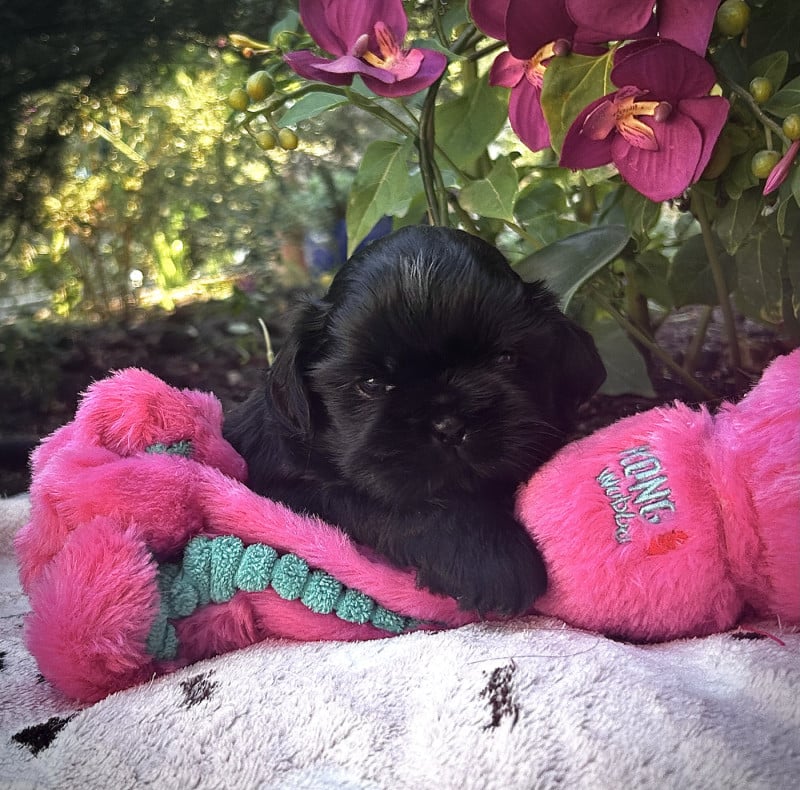 Shih Tzu - Kagyu-ling