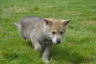 Accueil Elevage Du Bois De Viranloup Eleveur De Chiens