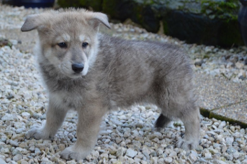 Chiot Elevage Du Bois De Viranloup Eleveur De Chiens