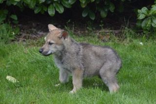 Chien Elevage Du Bois De Viranloup Eleveur De Chiens