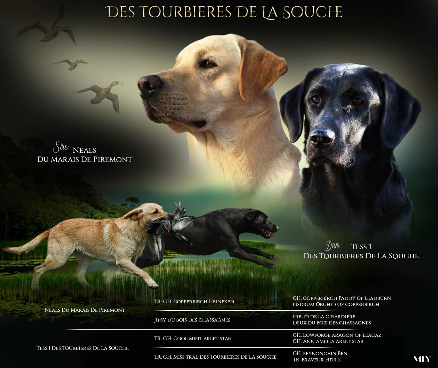 Labrador Retriever - Des Tourbieres De La Souche
