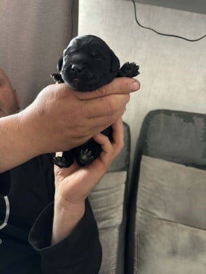 Les chiots de Labrador Retriever