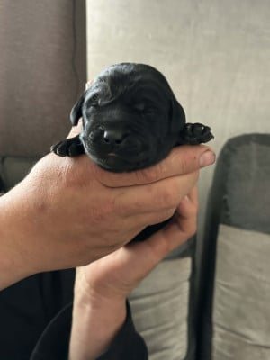 Les chiots de Labrador Retriever