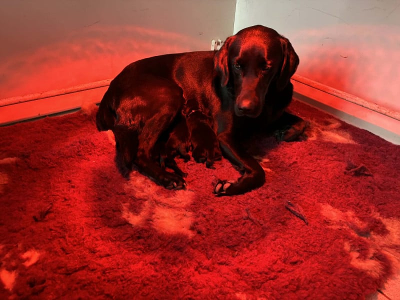 Labrador Retriever - Des Tourbieres De La Souche