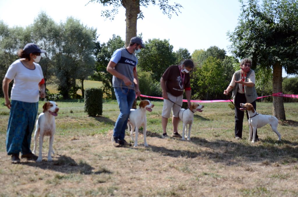 TR. CH. Issan De la diane de belrem - Lot reproducteur