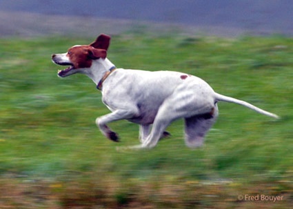 TR. CH. Gynka De la diane de belrem - 1er Prix Excellent CACT