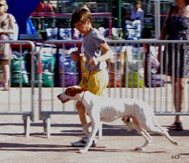 TR. CH. Issan De la diane de belrem - Très Prometteur - Meilleur puppy