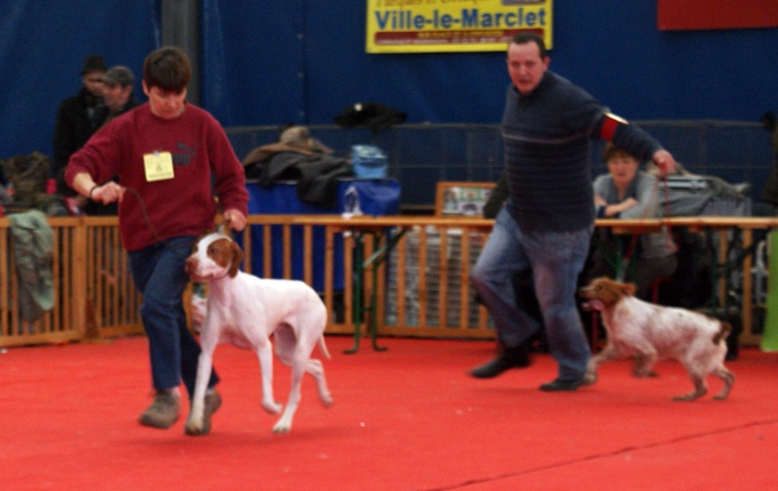 TR. CH. Issan De la diane de belrem - 1er Excellent - Meilleur de race jeune