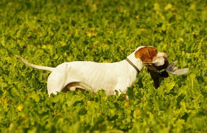 TR. CH. Issan De la diane de belrem - 2ème Excellent RCACT