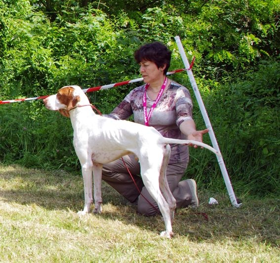 TR. CH. Issan De la diane de belrem - 2ème Excellent