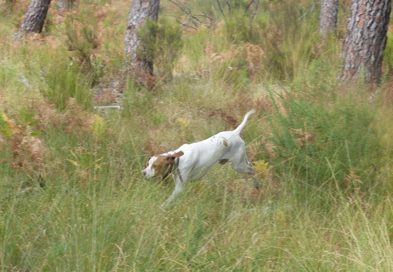 TR. CH. Gynka De la diane de belrem - 1er Prix Excellent CACT