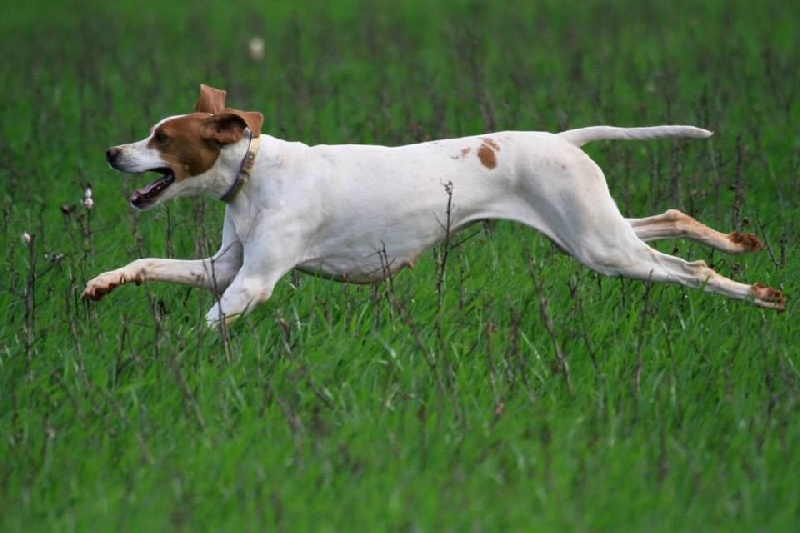 TR. CH. Gynka De la diane de belrem - 1er prix EXCELLENT