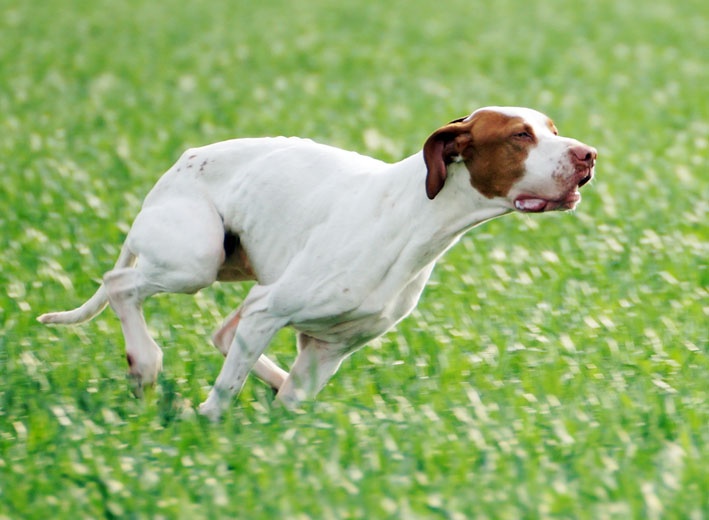 TR. CH. Issan De la diane de belrem - 1er Prix Excellent CACT