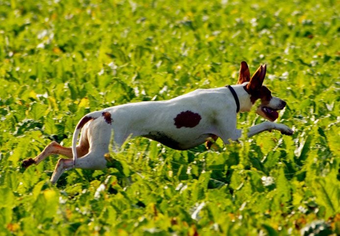 TR. CH. Ièna De la diane de belrem - 2ème Excellent