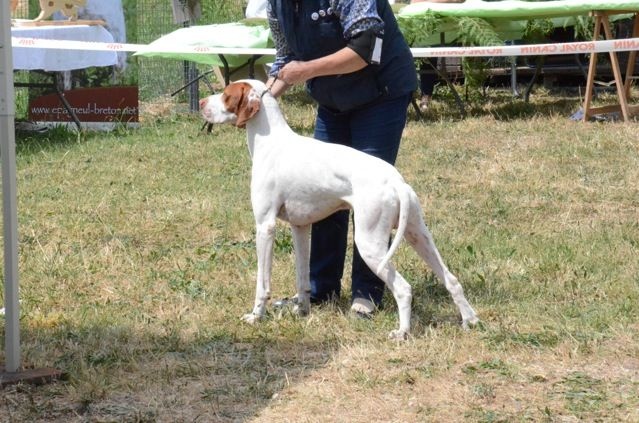 TR. CH. Issan De la diane de belrem - 1er prix Excellent CACS Meilleur de race