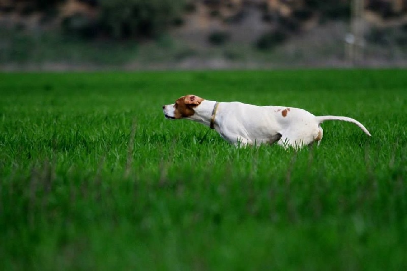 TR. CH. Gynka De la diane de belrem - 2ème Ex RCACT