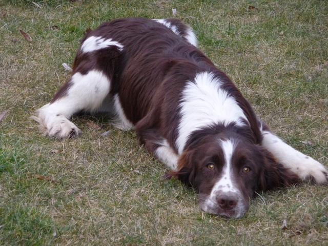 Publication : De la halotiere Auteur : Derisbourg jm