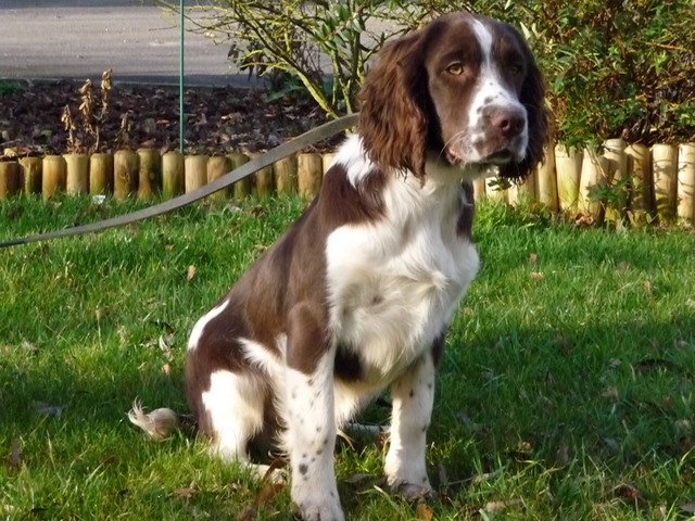 Publication : De la halotiere Auteur : Derisbourg jm