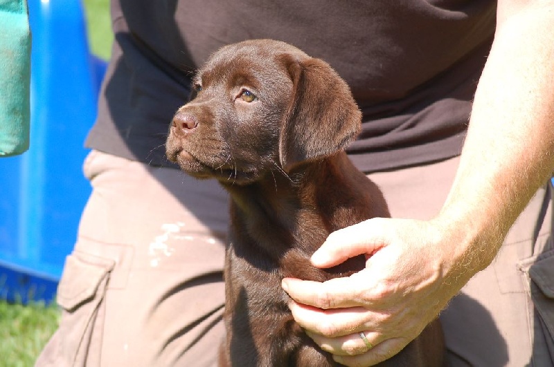 Publication : du taillis madame Auteur : V Delprat