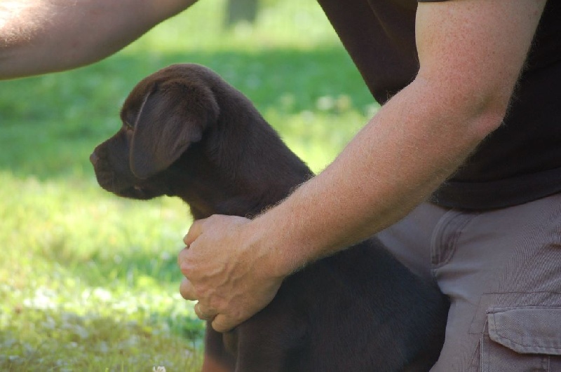 Publication : du taillis madame Auteur : V Delprat