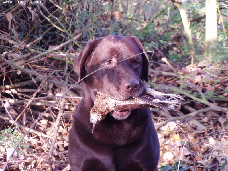 Publication : du taillis madame