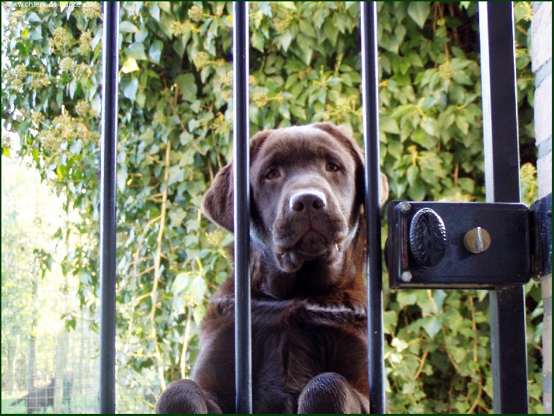 Publication : du taillis madame