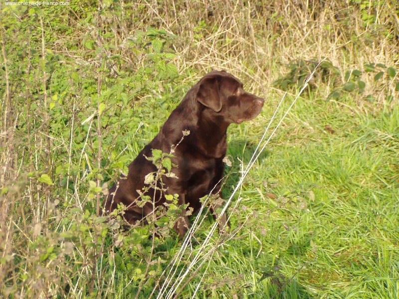 Publication : du taillis madame