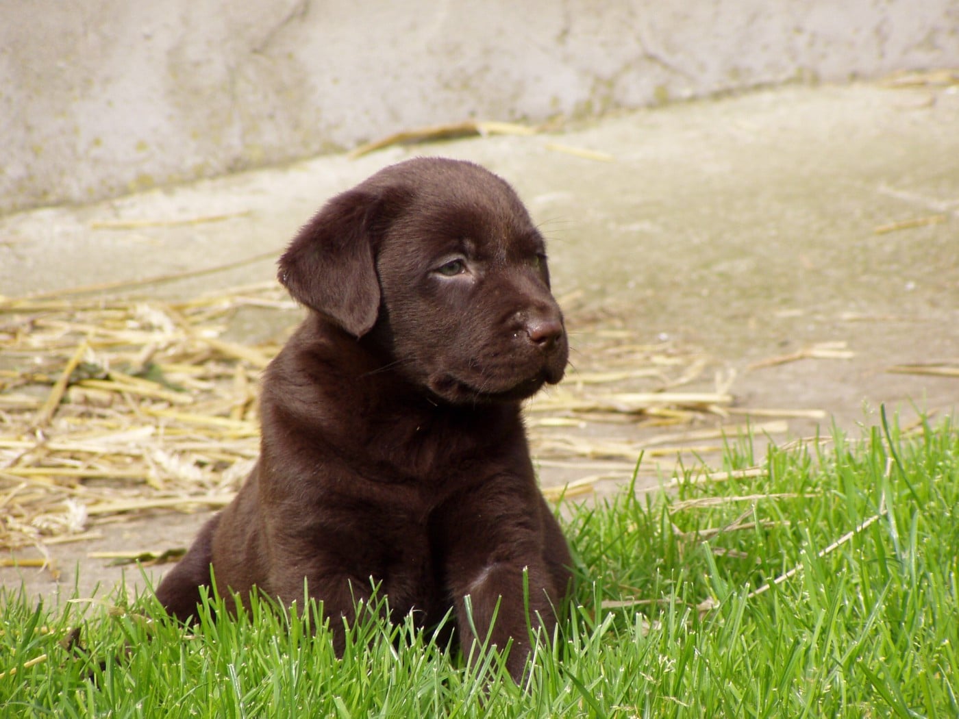 BEETHOVEN - Labrador Retriever