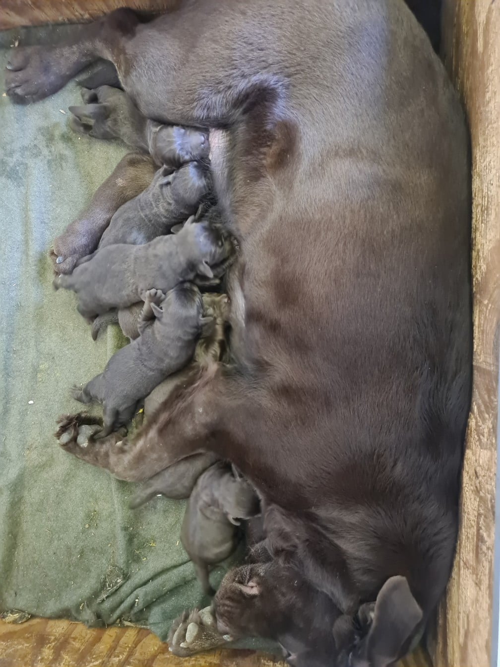 Labrador Retriever - du taillis madame