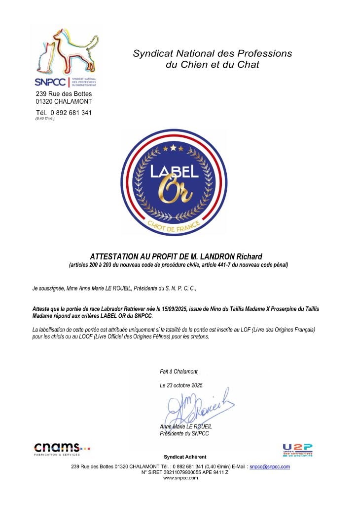 Labrador Retriever - du taillis madame