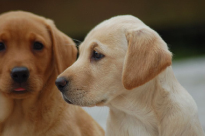 Les chiots de Labrador Retriever