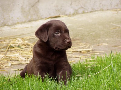 Les chiots de Labrador Retriever