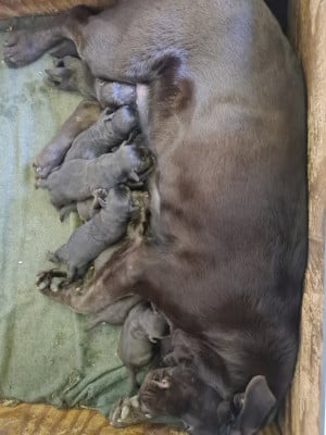 Les chiots de Labrador Retriever