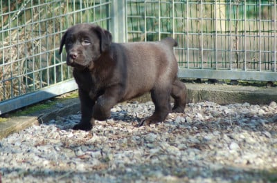 Les chiots de Labrador Retriever