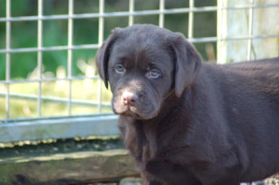 Les chiots de Labrador Retriever