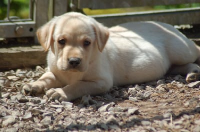 Les chiots de Labrador Retriever