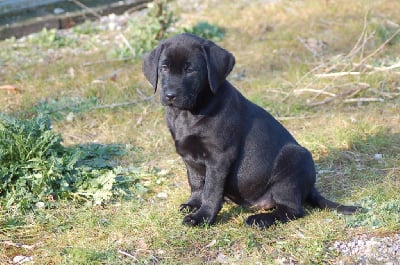 Les chiots de Labrador Retriever