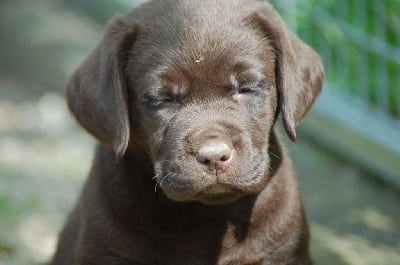 Les chiots de Labrador Retriever