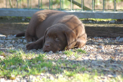 Les chiots de Labrador Retriever