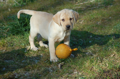 Les chiots de Labrador Retriever