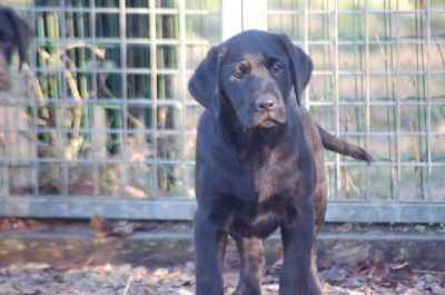 Les chiots de Labrador Retriever