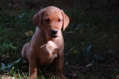 Les chiots de Labrador Retriever
