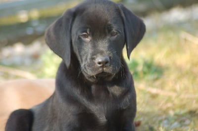 Les chiots de Labrador Retriever