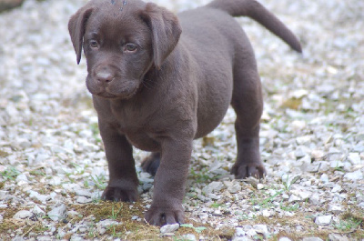 Les chiots de Labrador Retriever