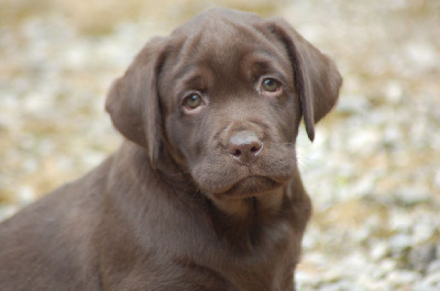 Les chiots de Labrador Retriever