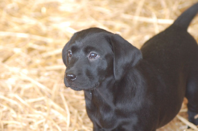 Les chiots de Labrador Retriever