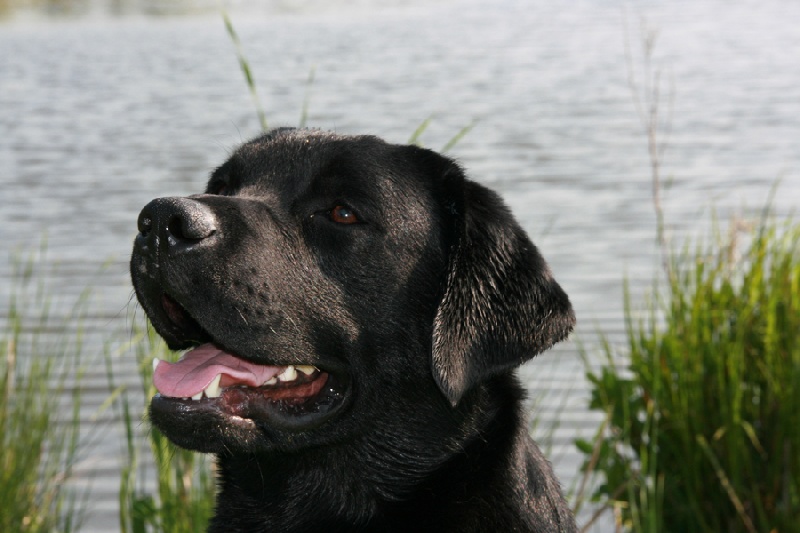 Bering de la Tour Farmina - 1exc, CACS, RCACIB