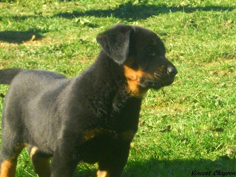 Feduccia de la case des loups