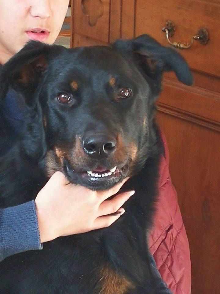 Publication : de la case des loups Auteur : Vincent Chapron