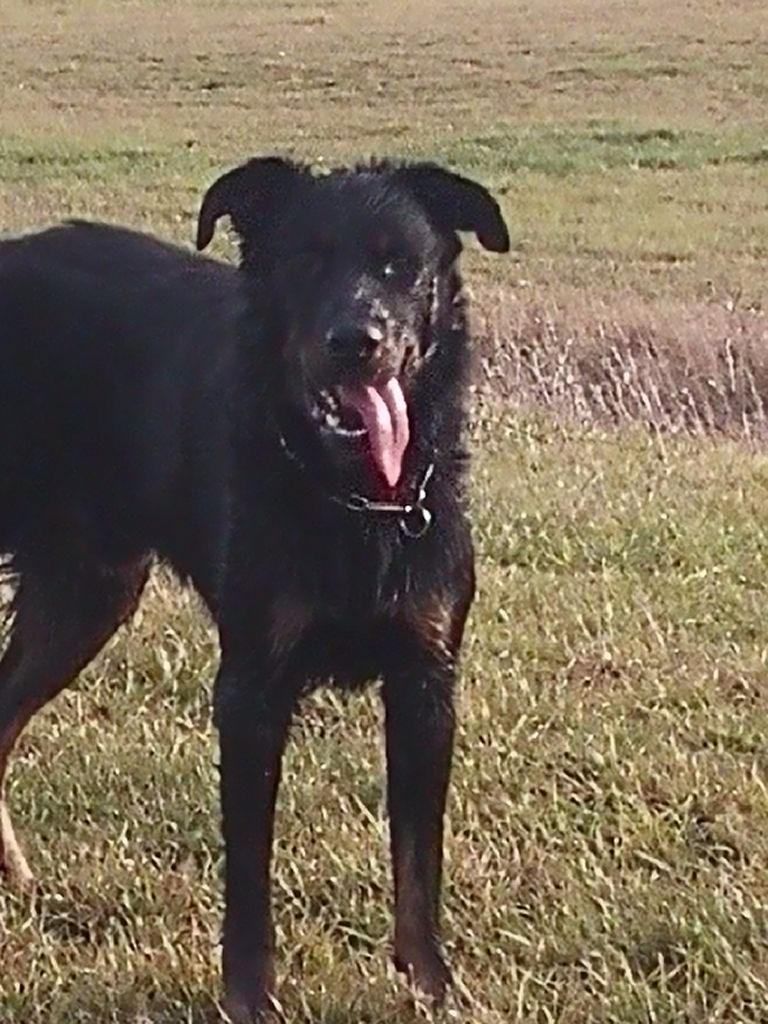 Publication : de la case des loups Auteur : Vincent Chapron